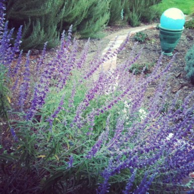 salvia leucantha bloomy salvia